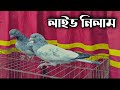 অসাধারণ ২টি বাচ্চা বিক্রয়