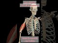 Learning anatomy | Guess the Muscle Name and Action#anatomy #muscles #Physiotherapy