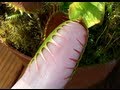 Venus flytrap grabs pinkie finger