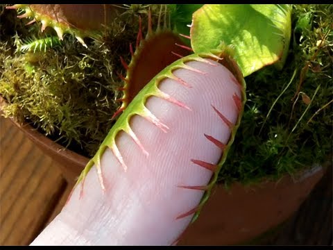 Video: Woodlice devouring tongue: description, features