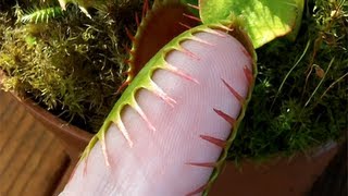 Venus Flytrap grabs pinkie finger screenshot 4