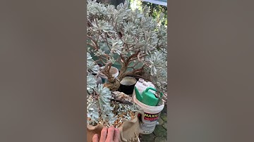 Tỉa xong cây Cúc mốc - crossostephium