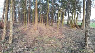 Verlorenapport Taube