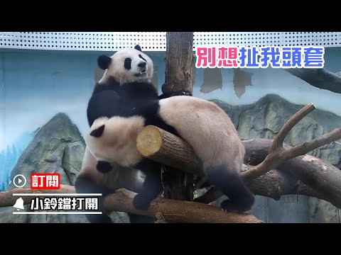 《熊貓早晚安》好熊友之間互摘頭套 | iPanda熊貓頻道