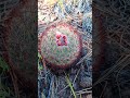Wow Spiny Star (Escobaria vivipara) Pincushion #Cactus #botanizing #cacti #colorado #botany #nature