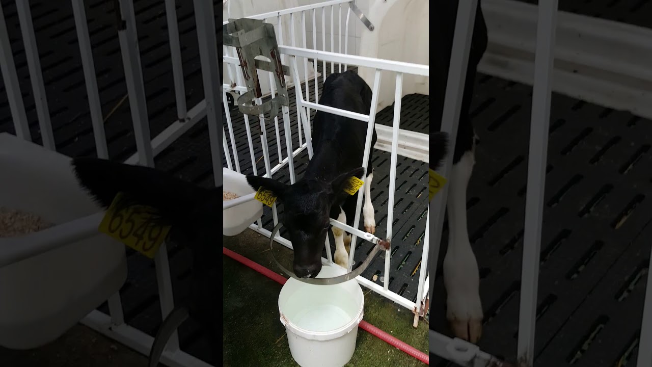 Yükseltilmiş buzağı ahır zeminlerinde buzağı kulübesi - YouTube