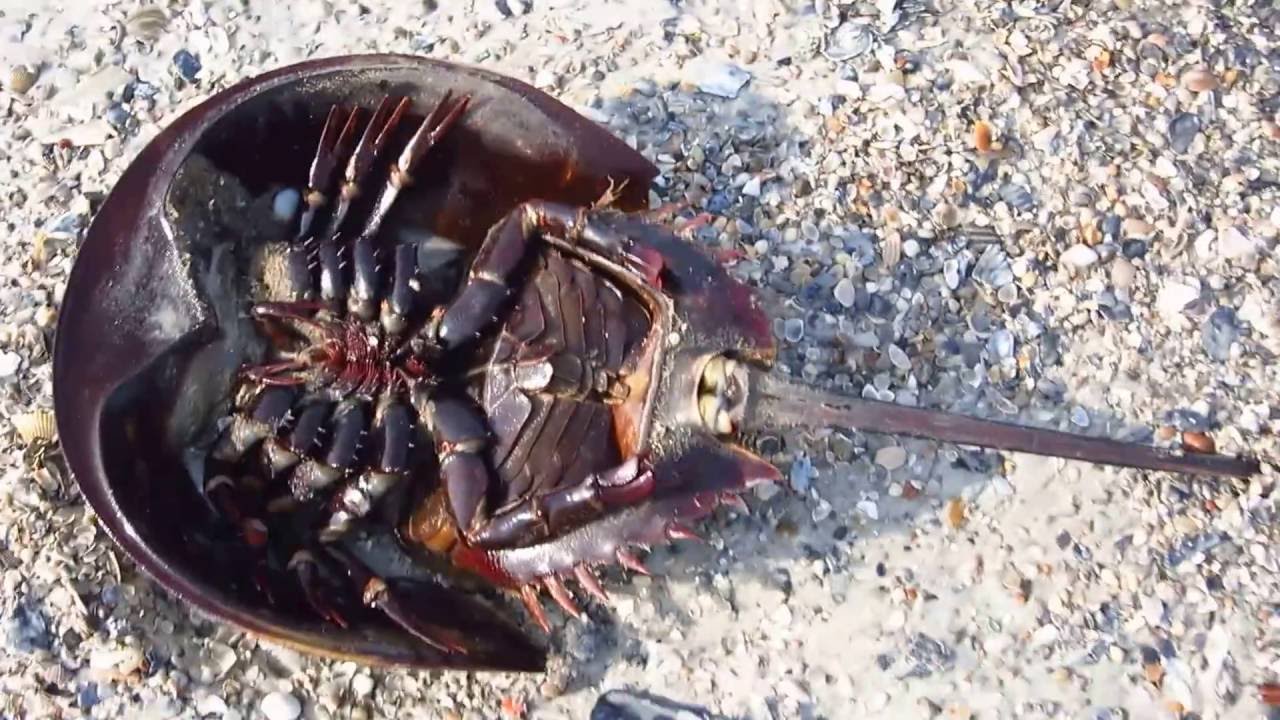 Amelia island prehistoric living fossil horseshoe crab rescue YouTube