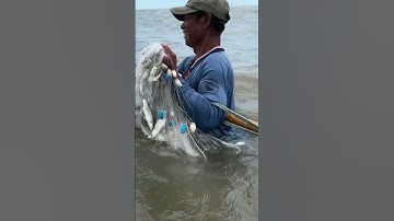 Hunting giant sea fish can gio #shorts #catchseafish #kimduyenvlog #fishing