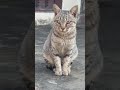 Cat And 😎 his attitude #shorts #viral #youtubeshorts