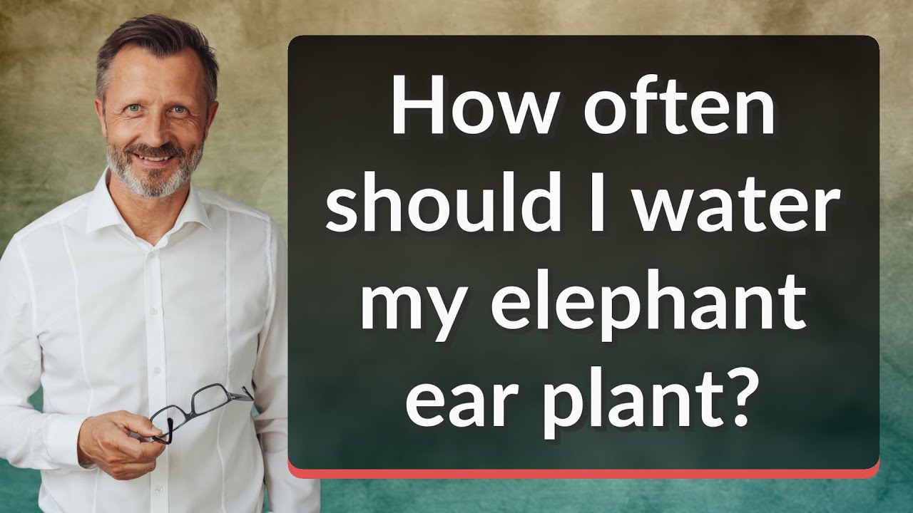 Как часто следует поливать растение «слоновье ухо»?