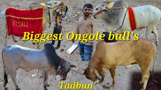 Biggest Ongole bull's in Tadbun Hyderabad | bade janwar available in Tadbun | heavyweight bull's