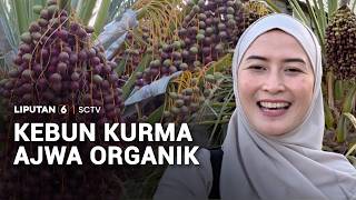 Dari Kebun hingga Konsumen, Mengintip Proses Budidaya Kurma Ajwa Organik | Liputan 6