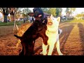 Akita Gets Battle Tested & Wild American Bully At Dog Park