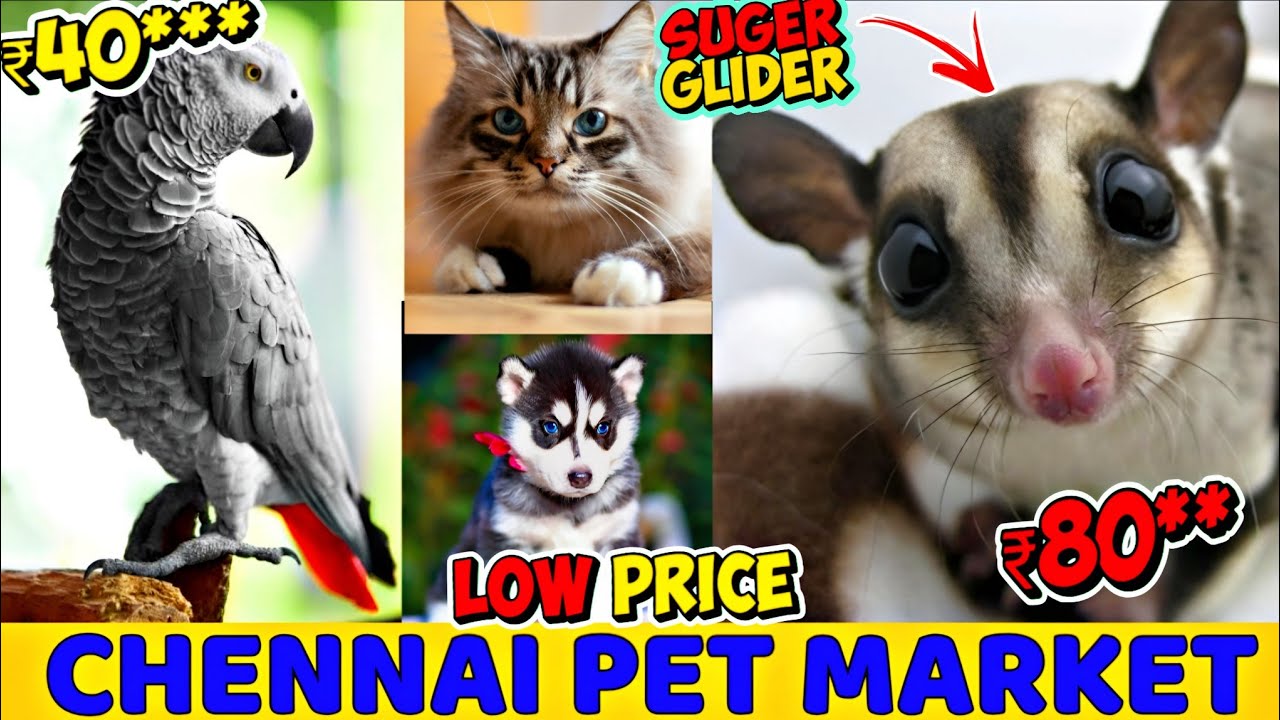 Зоорынок Chennai Broadway Pet Market 2026 🔥| Новинки: щенки и конголезские серые попугаи 🦜