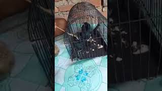 Download Lagu Memberi Makan Anak Burung Srigunting atau Burung Sawai MP3