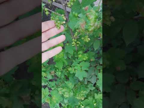 origami instructions How to grow plant gooseberry from cutting