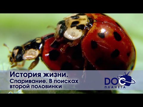 История жизни - Часть 4. Спаривание. В поисках второй половинки  - Документальный фильм