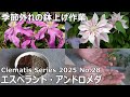 【クレマチスシリーズ 2025 No.28】季節外れの鉢上げ作業 | エスペラント | アンドロメダ | #クレマチス #Clematis