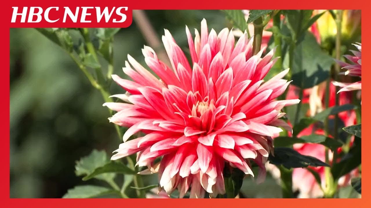 Vivid colors! The dahlias, created by the temperature difference