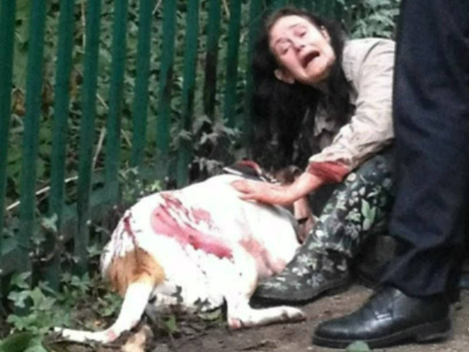 A dog died after being stabbed 23 times in a frenzied