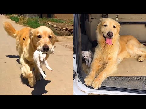 Golden Retriever picked up a kitten by roadside🌈 The dog carries cat every day