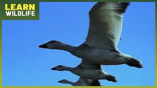 Epic Animal Migrations - Nature’s Greatest Journeys Across Continents