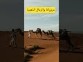 مرزوكة #المغرب حيت الرمال الذهبية #visitermaroc #moroccanculture #farming