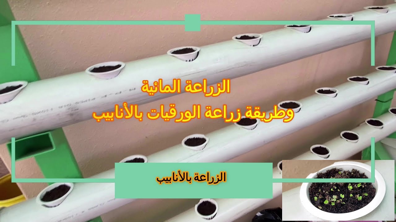 الزراعة المائية بالأنابيب   وطريقة زراعة بذور الورقيات بالنظام