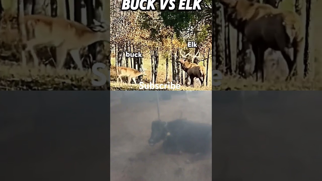 Bock vs Elk 