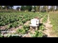 Oz  2016  autonomous weeding robot