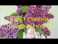 Букет сирени на одном кусте. Прививка сирени в вашем саду.