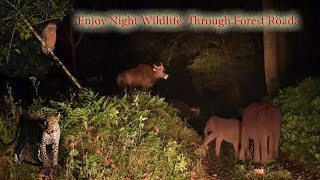 Enjoy #Night# #Wildlife# Through #Forest# Road.