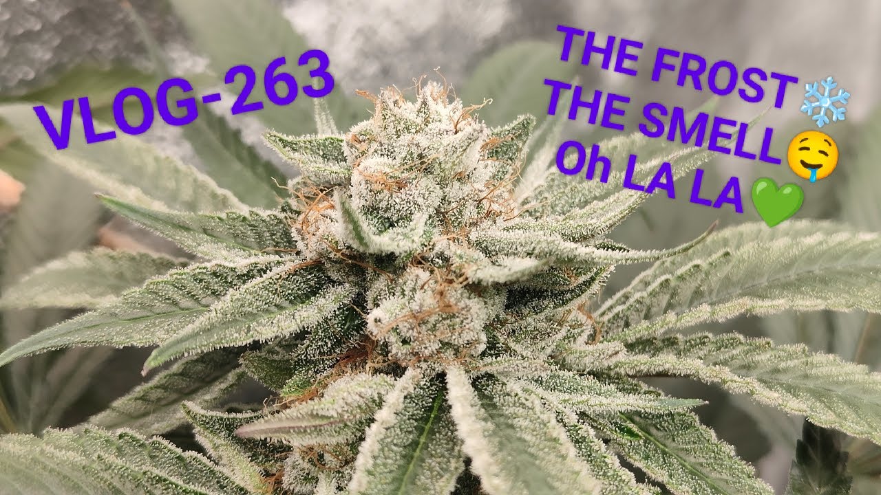 Perfect DAB, Seriotica nr 2, Is Filling Up The Tent With A Candy Smell, Nuggets All Over The Place L