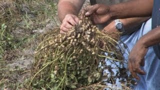 Climate Change and Peanuts