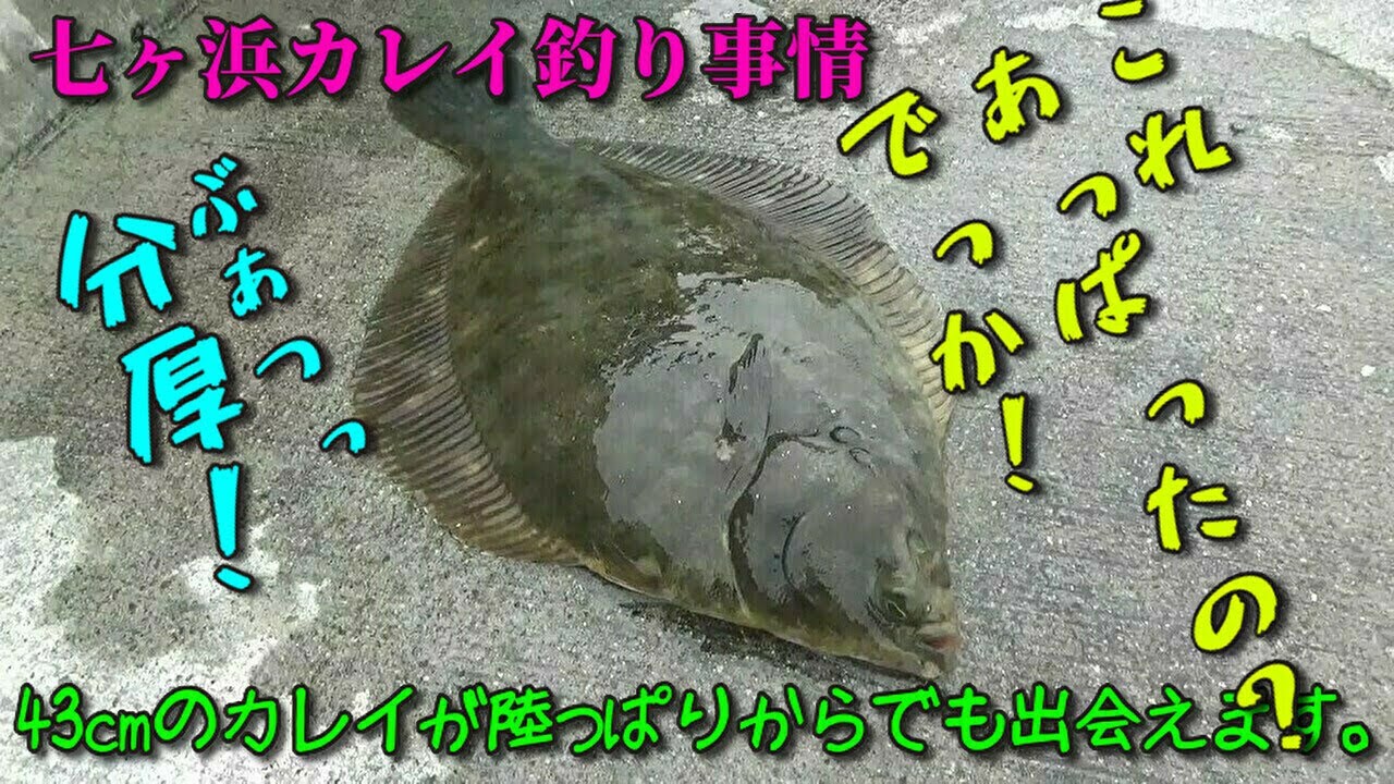 2021年3月七ヶ浜でこんな大きなカレイがあっぱれるぞ Youtube 2021年3月七ヶ浜でこんな大きなカレイがあっぱれるぞ Youtube