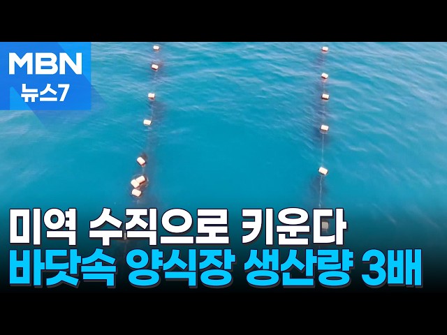 미역·다시마도 굴처럼 수직으로 키운다…생산량 2.8배 껑충 [MBN 뉴스7]