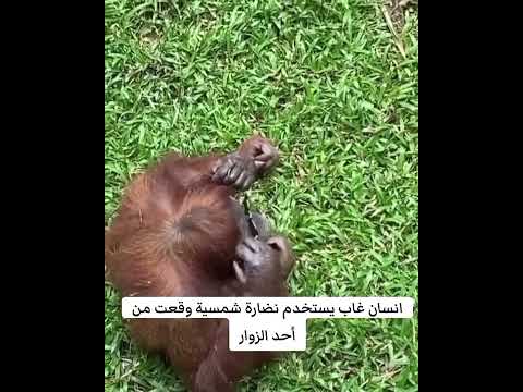 الاورنجاتان أنسان الغاب يلتقط نظارة أحد الزوار ويقوم باستخدامها