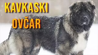 Kavkaski ovčar 4K