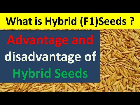 what is hybrid (F1) seeds? Advantage and disadvantage of hybrid seeds , हाइब्रीड वीउ भनेको के हो?