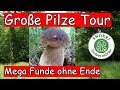 Große Pilze Tour - Mega Funde ohne Ende