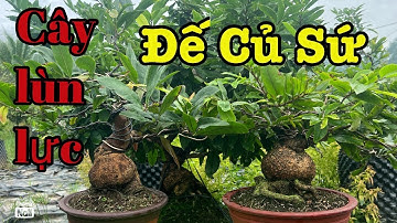 Hàng rút cốt củ tròn đế đặc mai củ sứ 0766765975