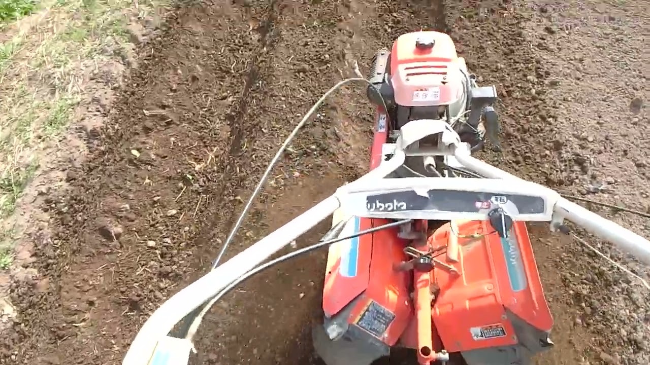 Making beds for planting yacon. Using a tiller to mound soil