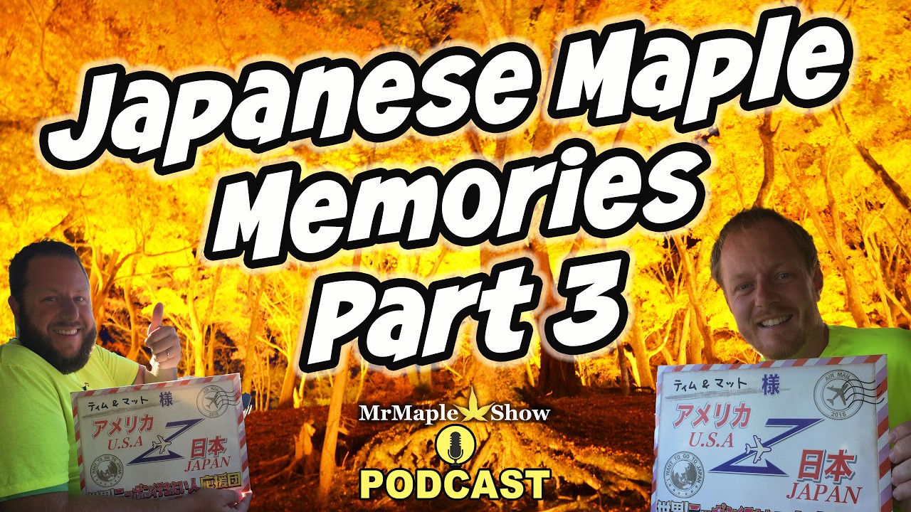 Japanese Maple Memories Part 3: Stories, Trees, and Time | MrMaple 