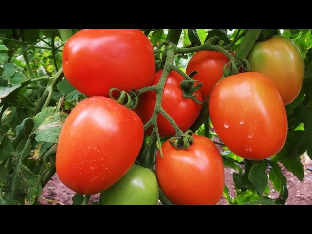 ⭐︎F⭐︎ syngenta #new tomato To -2174 at #gujrat #happy #farmers - YouTube