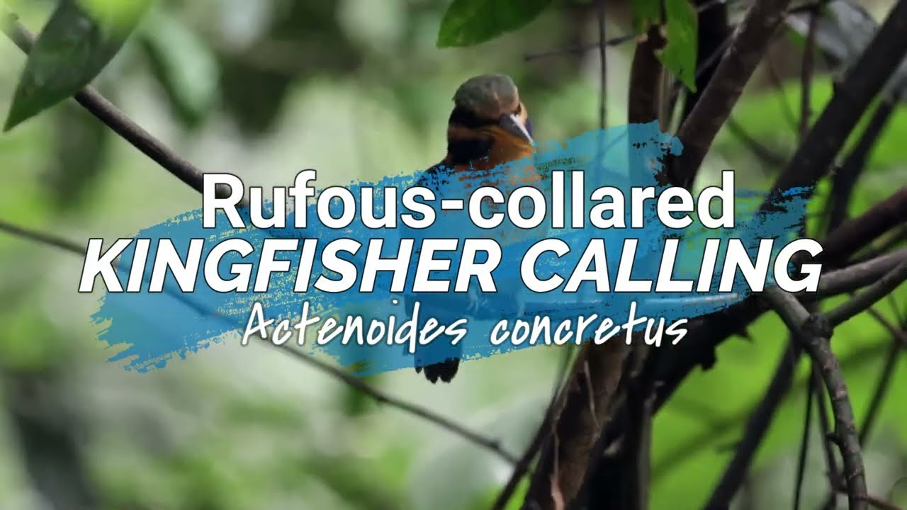 Rufous-Collared Kingfisher Call