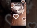 Myfurrybabies at Tik tok looking to get my 6 dogs monetized