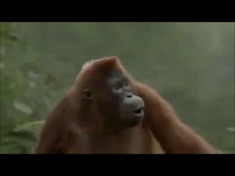 Erik Dalı- Murat Kurşun  (Dans Eden Goril)