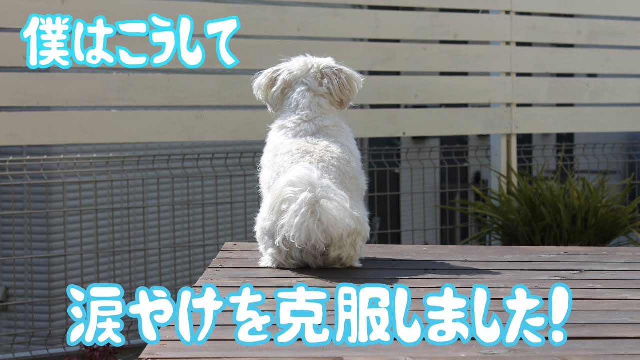 幸せ動画 僕はこうして 涙やけを克服しました Youtube 幸せ動画 僕はこうして 涙やけを克服しました Youtube