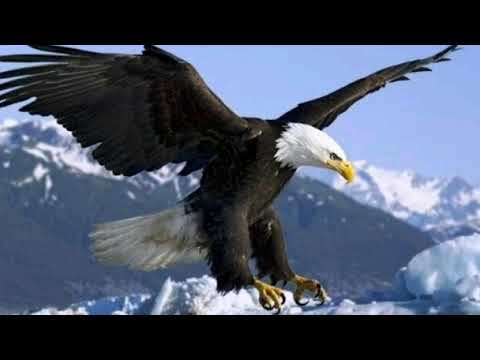 The Voice Of The Golden Eagle صدای عقاب طلایی