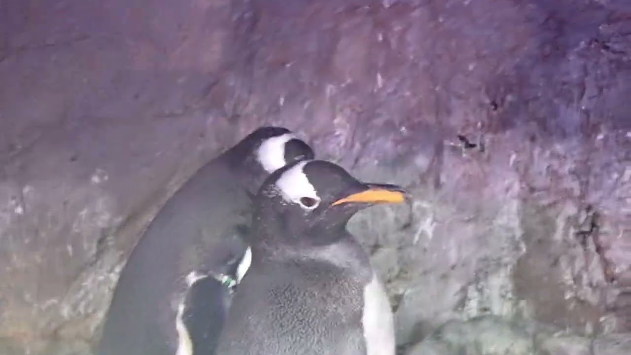 海遊館】ペンギンのディスプレイ①（おじぎ） - YouTube
